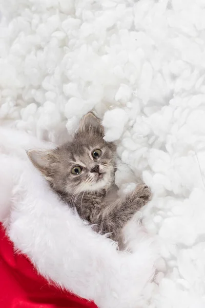 Tarjeta vertical de gato de Navidad. Gatito mira a la cámara con lugar para el texto — Foto de Stock