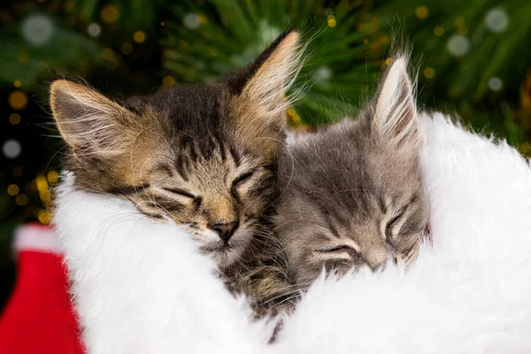 Dos gatitos de Navidad duermen en una manta blanca y suave. Hermosa tarjeta para felicitaciones —  Fotos de Stock