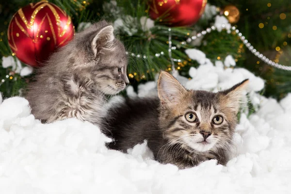 Dos gatitos grises se esconden en la nieve cerca del árbol de Navidad, una tarjeta de felicitación para las fiestas. — Foto de Stock