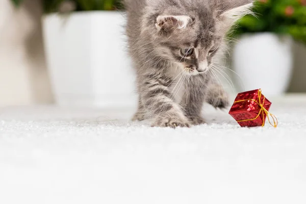 Um gatinho cinza fofo brinca com uma caixa de presente em um fundo cinza em casa. Brinquedos e mercadorias para animais, pet shop. — Fotografia de Stock