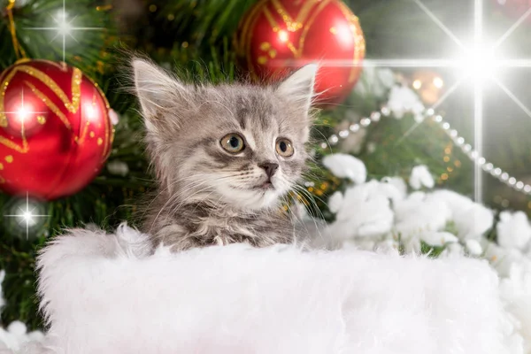 Lindo gatito gris se está preparando para Navidad y Año Nuevo contra el fondo de un árbol con bolas y estrellas. — Foto de Stock