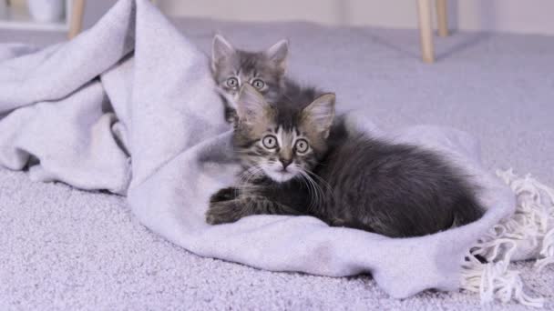 Dos pequeños gatitos de pestañas grises están mirando la cámara, guiñando un ojo mientras están sentados sobre un fondo gris. Calma gato feliz juguetón. — Vídeo de stock