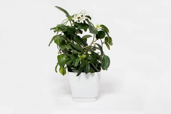 Plante d'intérieur jasmin stephanotis fleur dans un pot fleurit sur un isolat de fond blanc avec place pour le texte. — Photo