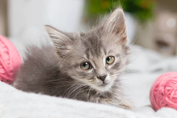 Um pequeno gatinho cinza olha para longe sentado em uma sala com bolas cor de rosa de fio. — Fotografia de Stock