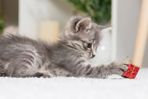 Gri tüylü bir kedi kırmızı bir kutuyla oynar. Hayvanlar için alışveriş ve eşyalar, kedilerin psikolojisi..