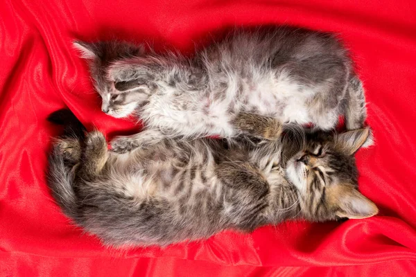 Dois gatinhos adoráveis mentem e dormem em uma vista superior cobertor vermelho. — Fotografia de Stock