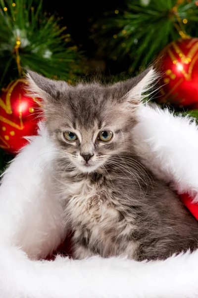 Noel gri kediciği dikkatlice kameraya bakar, kabarık bir Noel Baba şapkası takar ve bir ağaç ve topların arkasına yaslanır.. — Stok fotoğraf