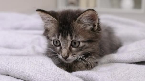 A gray striped kitten turns its head, hunting sitting in front of the camera close-up. Hunt for sale, curious clever cat — Stock Video