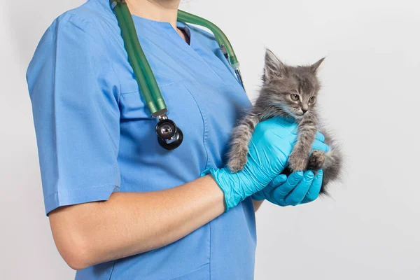 一名身穿医疗制服和手套的兽医猫医生正在抱着一只小猫咪。兽医诊所。复制文本空间. — 图库照片