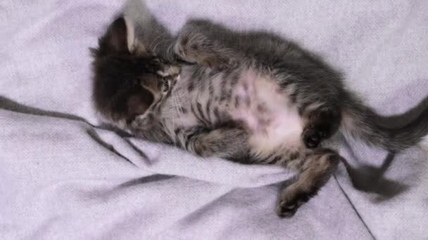 A happy gray kitten spins, stretches and rests on a gray background. A satisfied cat lies on its back with its tummy up — Stock Video