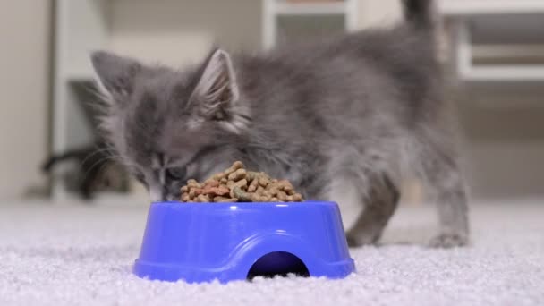 猫は食べ物を食べ、出てきて、嗅ぎ、食べ始めます。2番目の小さな子猫が歩いて部屋で遊んでいます。ペット用品. — ストック動画