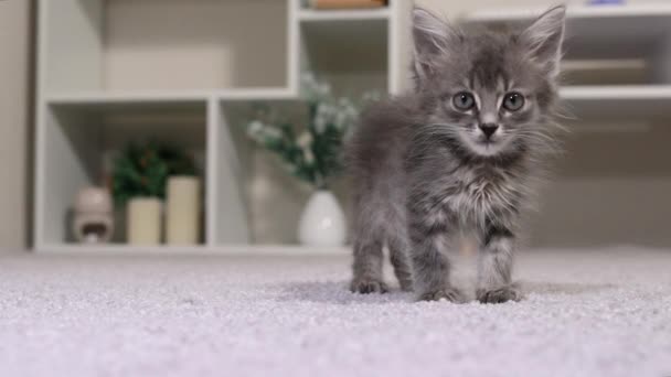 Um gatinho cinza pequeno lambe, fica e olha para a câmera. Gato de estimação. — Vídeo de Stock