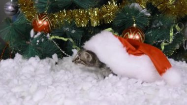 Kedi yavrusu Noel Baba 'nın şapkasının altına saklanır, dışarı bakar ve tırmanır. Noel ve Yeni Yıl için Hazırlık.