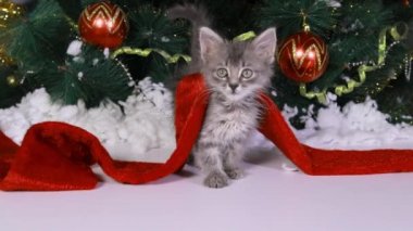 Güzel gri bir kedi yavrusu karda bir Noel ağacının altında oturur ve kamerayı seyreder, başını çevirir..