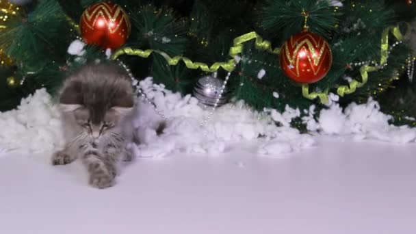 Świąteczny kotek bawi się śniegiem przy drzewie. — Wideo stockowe