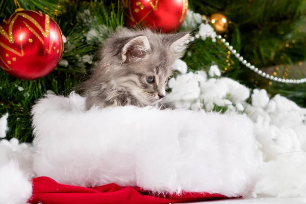 El gato de Navidad se está preparando para el Año Nuevo, mira hacia otro lado. Hermosa tarjeta de felicitación — Foto de Stock