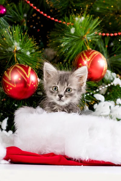 Un gatito gris se asoma desde el sombrero de Santa Claus y mira al campamento cerca del árbol de Navidad con bolas. — Foto de Stock