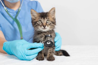 Veteriner, kedi yavrusunun kalbini ve ciğerlerini stetoskopla inceliyor. Kedi ve evcil hayvanlarda veteriner kliniği, tedavi ve hastalıkların önlenmesi.