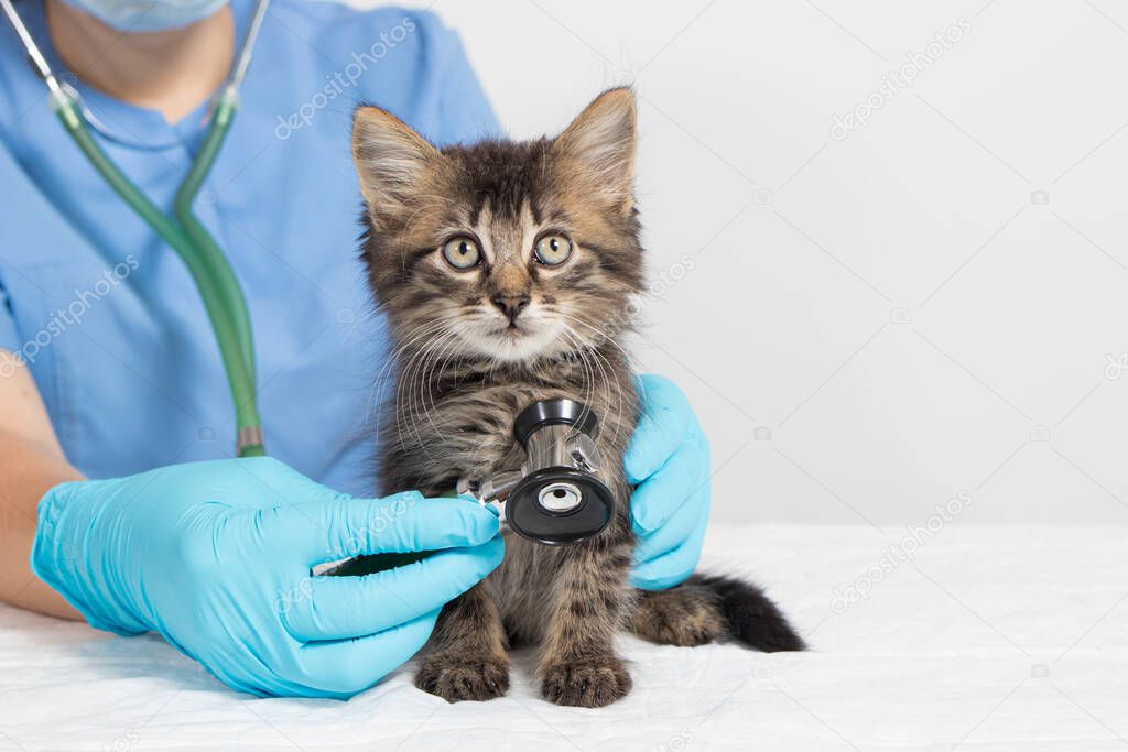 The veterinarian examines the heart and lungs of the kitten with a stethoscope. Veterinary clinic, treatment and prevention of diseases in cats and pets.