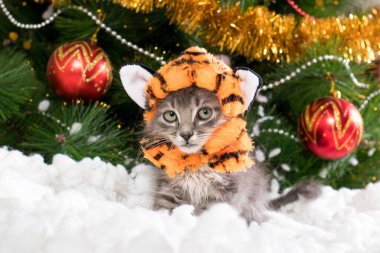 Kaplan kostümlü bir kedi Noel ve yeni yıla hazırlanıyor..