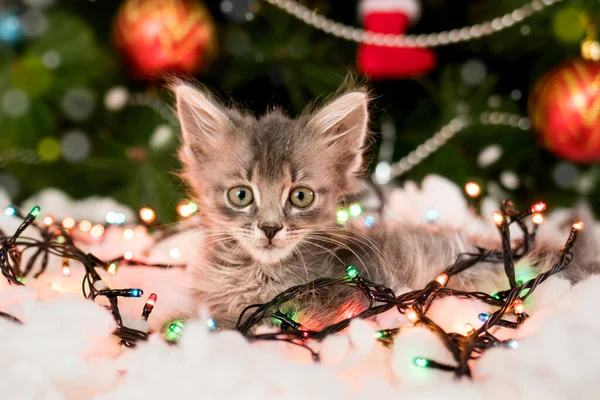 Un hermoso gatito gris en la nieve en una guirnalda de Navidad brillante se está preparando para el Año Nuevo. — Foto de Stock