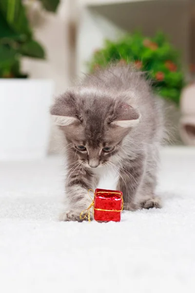 Bandeira vertical com um gato. Um gatinho cinza fofo brinca com uma caixa de presente. Brinquedos e mercadorias para animais, pet shop. — Fotografia de Stock