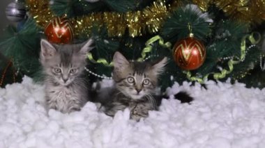 İki küçük kedi yavrusu karda bir Noel ağacının altında oturur ve kafalarını çevirir, kameraya bakar ve onları izlerler..