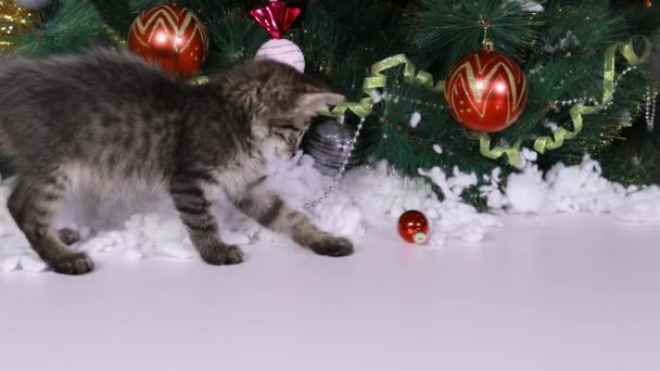 Świąteczny kotek bawi się czerwoną kulką przy drzewie.. — Wideo stockowe
