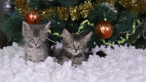Dvě malá koťátka sedí pod vánočním stromečkem ve sněhu, otáčejí hlavami, houkají a dívají se do kamery. — Stock video