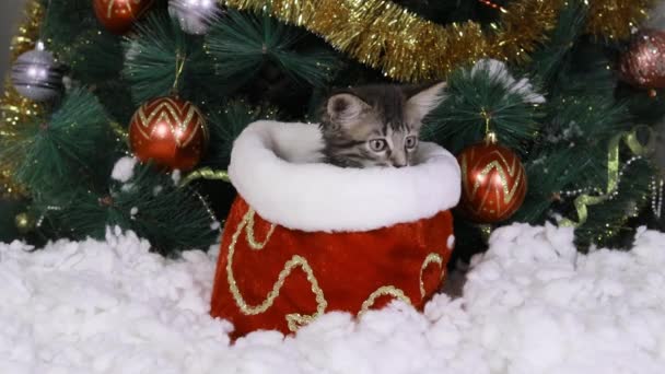 Ein Weihnachtskätzchen springt unter dem Baum aus einem roten Sack. Neues Jahr mit einem Haustier. — Stockvideo