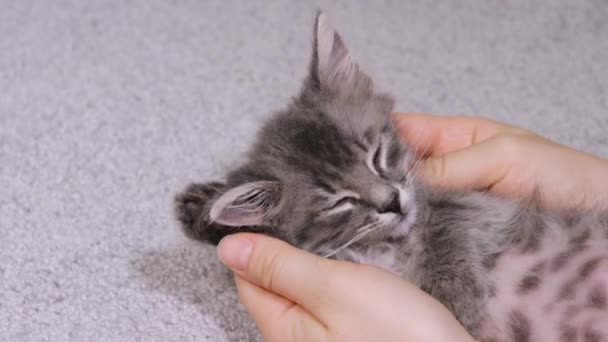 Mänskliga händer smeka en grå liten kattunge på en vit bakgrund närbild. — Stockvideo