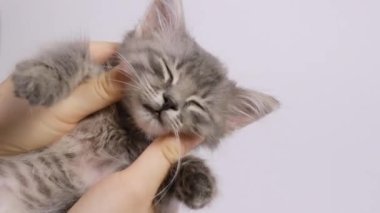 İnsan elleri, beyaz arka planda küçük gri bir kediyi okşuyor..