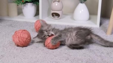 Küçük gri bir kedi yavrusu pembe bir iplik yumağıyla oynar, onu pençeleri ve kemirgenleriyle tutar.