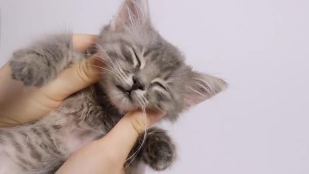 Mãos humanas acariciando um gatinho cinza em um fundo branco close-up. — Vídeo de Stock