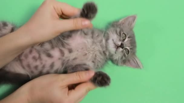 Человеческие руки делают пассивную гимнастику и заряжают котенка на зеленом фоне. — стоковое видео