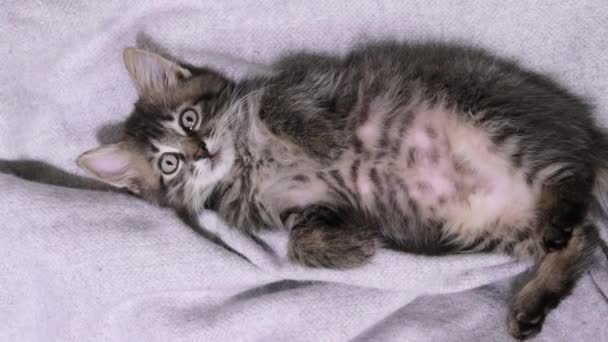 Het grijze katje kijkt omhoog terwijl hij op zijn rug ligt. Huisdier kat 2 maanden oud schattig en mooi — Stockvideo