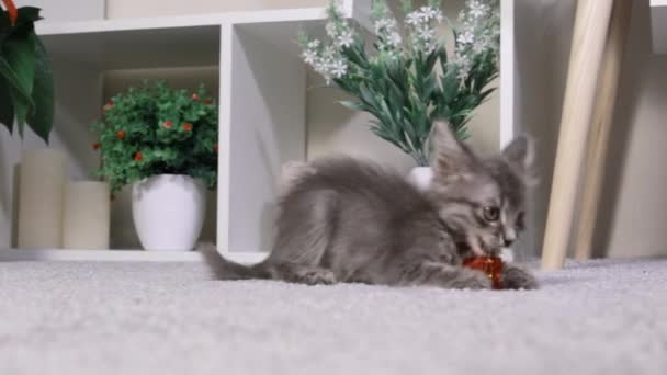 Un gatito gris juguetón juega con un regalo rojo brillante en la habitación. Juguetes y artículos para animales. — Vídeo de stock