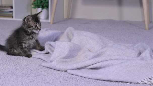 Un petit chaton gris va sauter et s'enfuit. L'animal joue dans la chambre. — Video