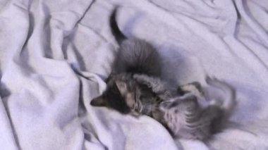 İki küçük sevimli kedi yavrusu yukarıdan gri bir battaniye manzarasında oynayıp ısırıyor..