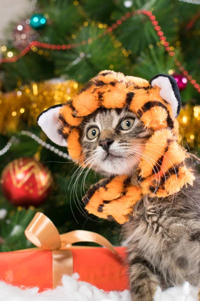 A kitten in a tiger costume is preparing for Christmas and New Year. — Stock Photo, Image