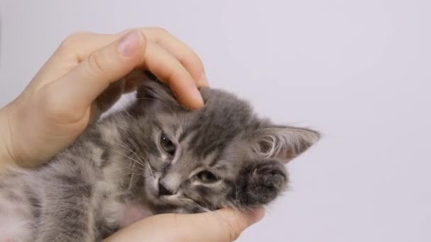 Mãos humanas acariciando um gatinho cinza em um fundo branco close-up. — Vídeo de Stock