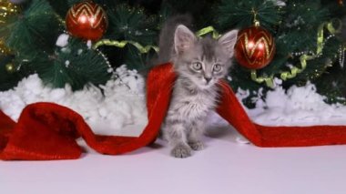 Güzel gri bir kedi yavrusu karda bir Noel ağacının altında oturur ve kamerayı seyreder, başını çevirir..