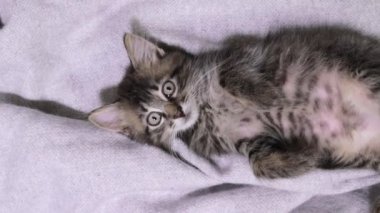 Mutlu gri kedi sırt üstü yatar ve kamerayı seyreder, başını yukarıdan çevirir.