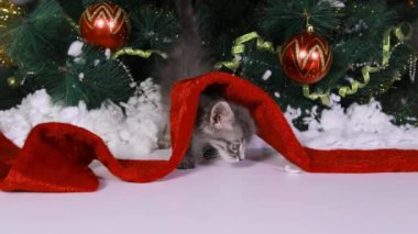 Küçük gri bir kedi yavrusu karda Noel ağacının altında yürüyor. Yeni yıla hazırlık..