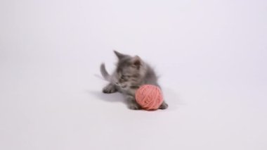 Küçük gri bir kedi yavrusu pembe bir iplik yumağıyla oynar, patisiyle beyaz bir arka planda yuvarlar ve kaçar..