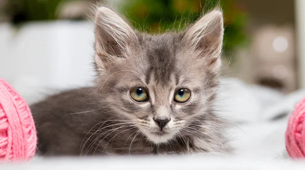 Um gatinho cinza curioso olha cuidadosamente para a câmera deitada no tapete. Os gatos olham — Fotografia de Stock