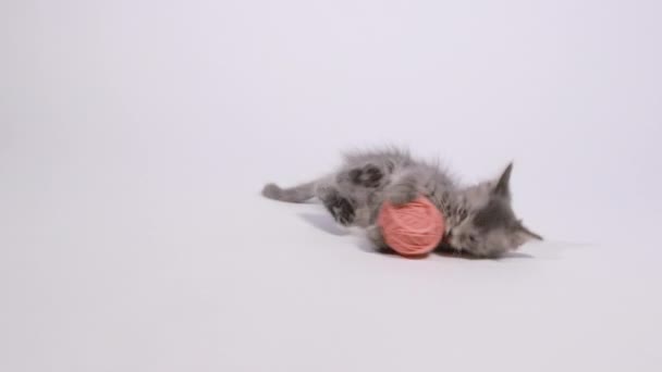 Маленькая кошка играет с клубком пряжи, держит его лапами и убегает на белом фоне изоляции — стоковое видео