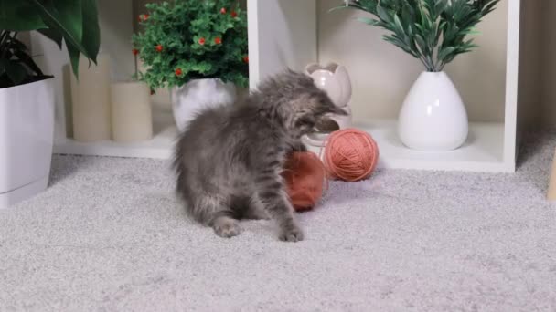 Ένα παιχνιδιάρικο γατάκι παίζει με μια μπάλα από νήματα, πηδώντας στο σπίτι. — Αρχείο Βίντεο