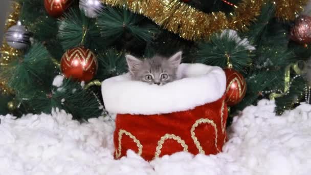 Un gatito gris se esconde en una bolsa cerca del árbol de Navidad. — Vídeos de Stock