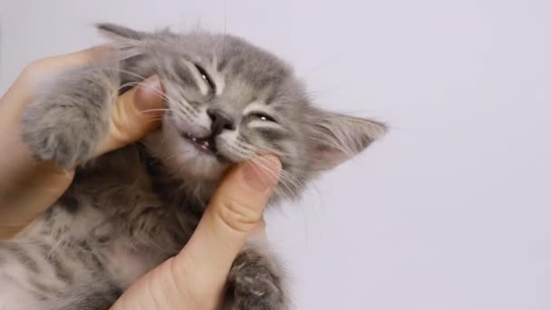 Un hombre acaricia a un gatito sobre un fondo blanco, el gato sonríe — Vídeo de stock